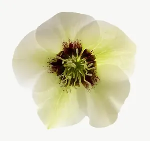 Cream hellebore flower, loosely framed PNG with transparent background, real photo cutout