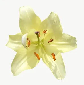 Cream lily flower PNG with transparent background, real photo cutout