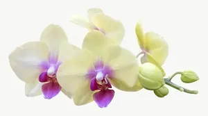 Cream orchid flower PNG with transparent background, real photo cutout