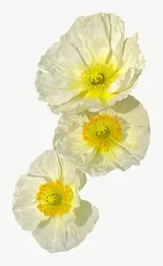Cream rosebud flower PNG with transparent background, real photo cutout