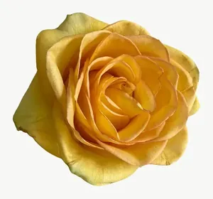 Gold rose flower PNG with transparent background, real photo cutout