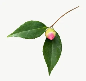 Green camellia bud PNG with transparent background, real photo cutout