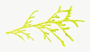 Green cedar sprig PNG with transparent background, real photo cutout