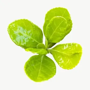 Green clover leaf PNG with transparent background, real photo cutout