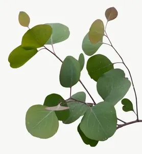Green eucalyptus leaf, round PNG with transparent background, real photo cutout