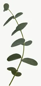 Green eucalyptus leaf, tall PNG with transparent background, real photo cutout