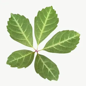 Green five leaf, close-up PNG with transparent background, real photo cutout