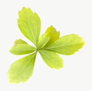 Green five leaf, left-facing PNG with transparent background, real photo cutout