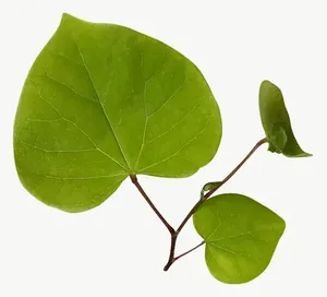 Green heart leaf PNG with transparent background, real photo cutout