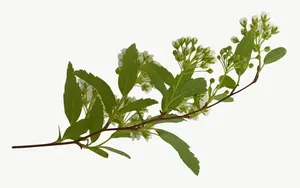 Green herb sprig PNG with transparent background, real photo cutout