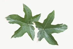 Green ivy leaf PNG with transparent background, real photo cutout
