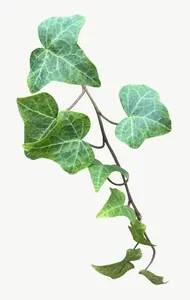 Green ivy vine leaf, tall PNG with transparent background, real photo cutout