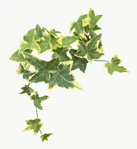 Green ivy vine leaf, round PNG with transparent background, real photo cutout