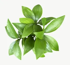 Green leaf cluster PNG with transparent background, real photo cutout