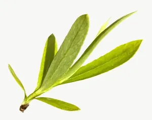 Green leaf, wide PNG with transparent background, real photo cutout