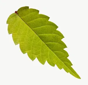 Green leaf, round PNG with transparent background, real photo cutout