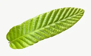 Green leaf, wide, close-up PNG with transparent background, real photo cutout