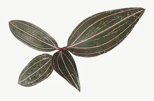 Green leaf, wide, deep tone PNG with transparent background, real photo cutout