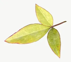 Green leaf, round, vivid PNG with transparent background, real photo cutout