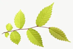 Green leaf sprig, wide PNG with transparent background, real photo cutout