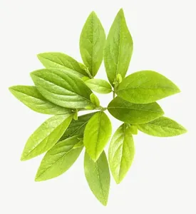 Green leaf sprig, round PNG with transparent background, real photo cutout