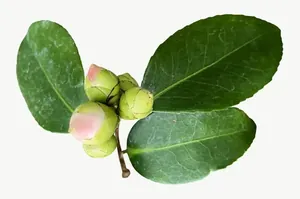Green leaf with buds PNG with transparent background, real photo cutout