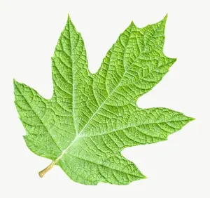 Green maple leaf PNG with transparent background, real photo cutout