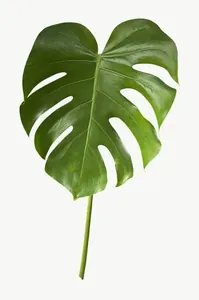 Green monstera leaf PNG with transparent background, real photo cutout