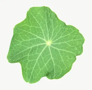 Green nasturtium leaf PNG with transparent background, real photo cutout