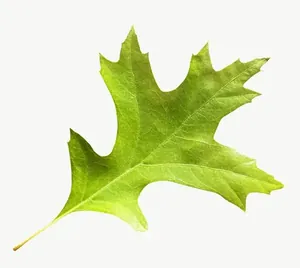 Green oak leaf PNG with transparent background, real photo cutout