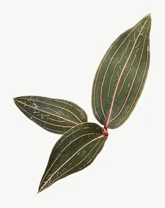 Green orchid leaf PNG with transparent background, real photo cutout