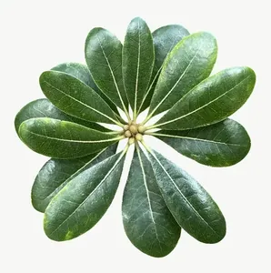 Green schefflera leaf, close-up PNG with transparent background, real photo cutout
