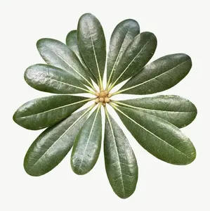 Green schefflera leaf, close-up, with stem PNG with transparent background, real photo cutout