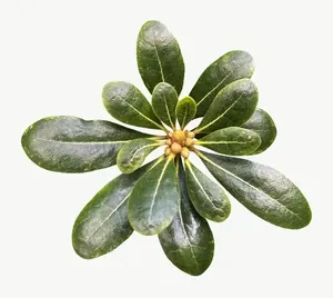 Green schefflera leaf, loosely framed PNG with transparent background, real photo cutout