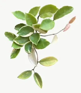 Green variegated branch leaf PNG with transparent background, real photo cutout