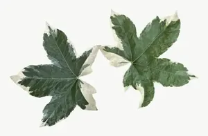 Green variegated ivy leaf, wide PNG with transparent background, real photo cutout