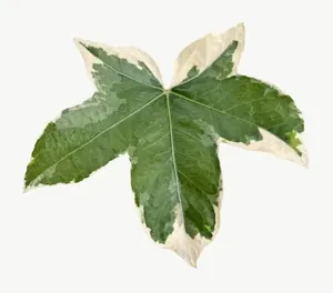 Green variegated ivy leaf, round PNG with transparent background, real photo cutout