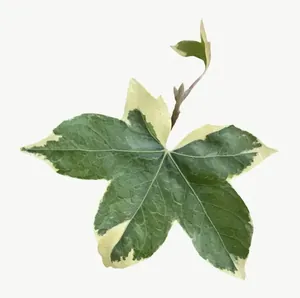 Green variegated ivy leaf, round, with stem PNG with transparent background, real photo cutout