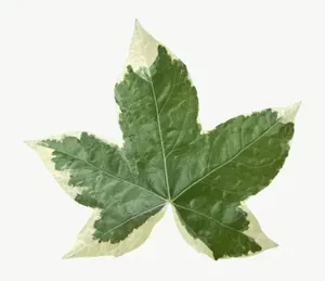 Green variegated ivy leaf, round, with stem, low bloom PNG with transparent background, real photo cutout
