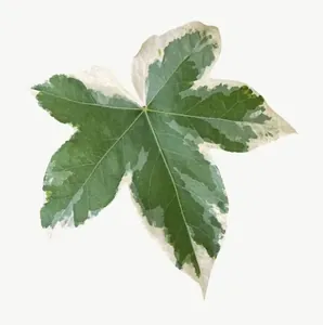 Green variegated ivy leaf, close-up PNG with transparent background, real photo cutout