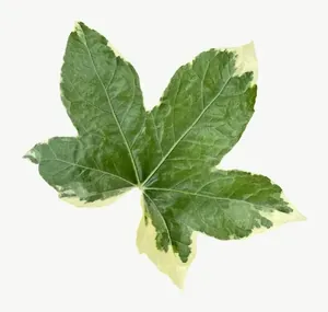 Green variegated ivy leaf, loosely framed PNG with transparent background, real photo cutout