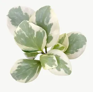 Green variegated leaf, close-up PNG with transparent background, real photo cutout