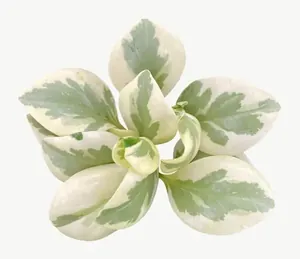 Green variegated leaf, loosely framed PNG with transparent background, real photo cutout