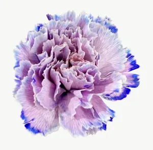 Lavender carnation flower PNG with transparent background, real photo cutout