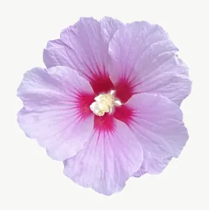 Lavender hibiscus flower, close-up PNG with transparent background, real photo cutout
