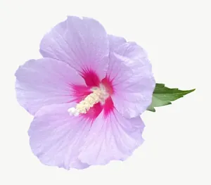 Lavender hibiscus flower, left-facing PNG with transparent background, real photo cutout
