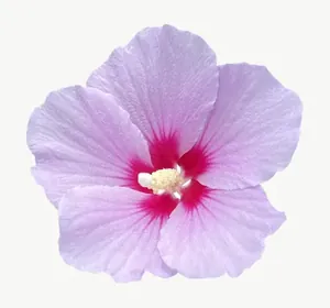 Lavender hibiscus flower, loosely framed PNG with transparent background, real photo cutout