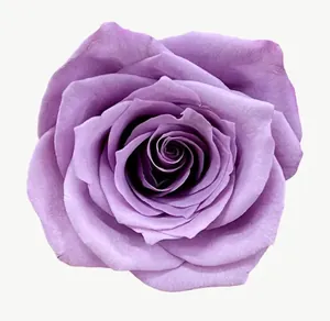 Lavender rose flower, close-up PNG with transparent background, real photo cutout