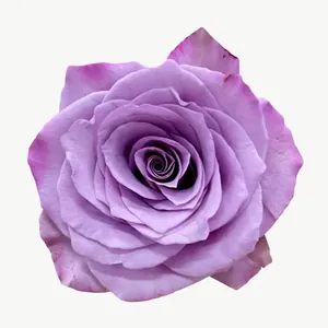 Lavender rose flower, loosely framed PNG with transparent background, real photo cutout