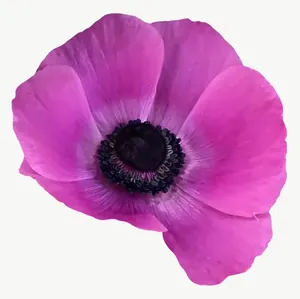 Magenta anemone flower PNG with transparent background, real photo cutout